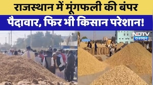 Rajasthan में Groundnut की बंपर पैदावार, फिर भी किसान परेशान!