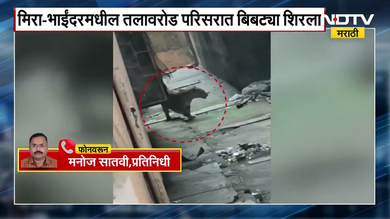 Mira Bhayandar मध्ये इमारतीत शिरलेल्या बिबट्याच्या हल्ल्यात 4 जण जखमी ।  NDTV मराठी Ground report