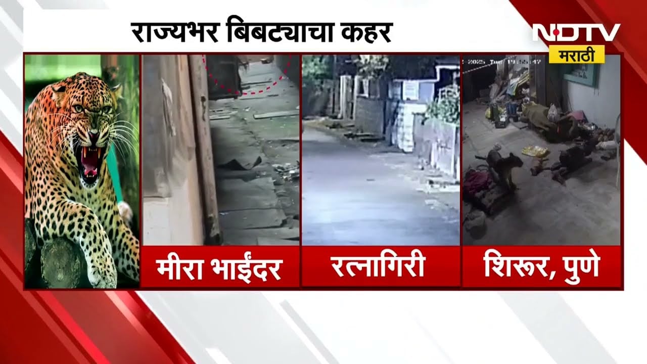 Maharashtra Leopard | पुन्हा एकदा बिबट्याने डोकं काढलं, राज्यभरात बिबट्याचा कहर | NDTV मराठी