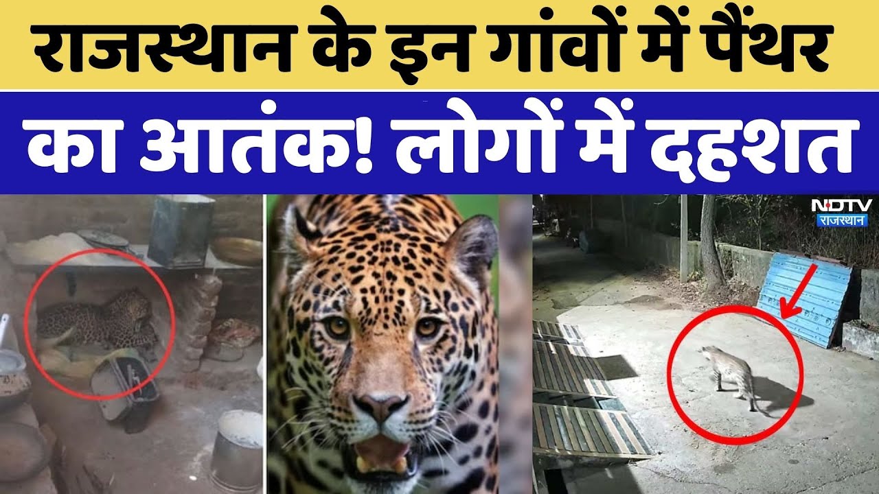 Rajasthan के इन गांव में पैंथर का आतंक! लोगों में दहशत। Top News । Latest News। Kota