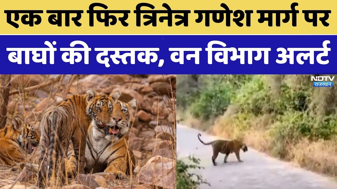 Ranthambore Tiger Reserve: एक बार फिर त्रिनेत्र गणेश मार्ग पर बाघों की दस्तक, वन विभाग अलर्ट। Top