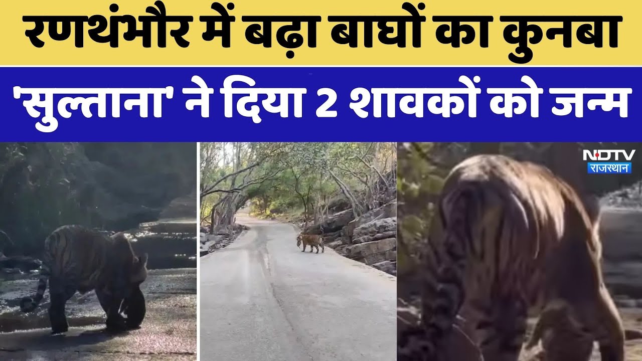 रणथंभौर में बढ़ा बाघों का कुनबा, 'सुल्ताना' ने दिया 2 शावकों को जन्म। Top News