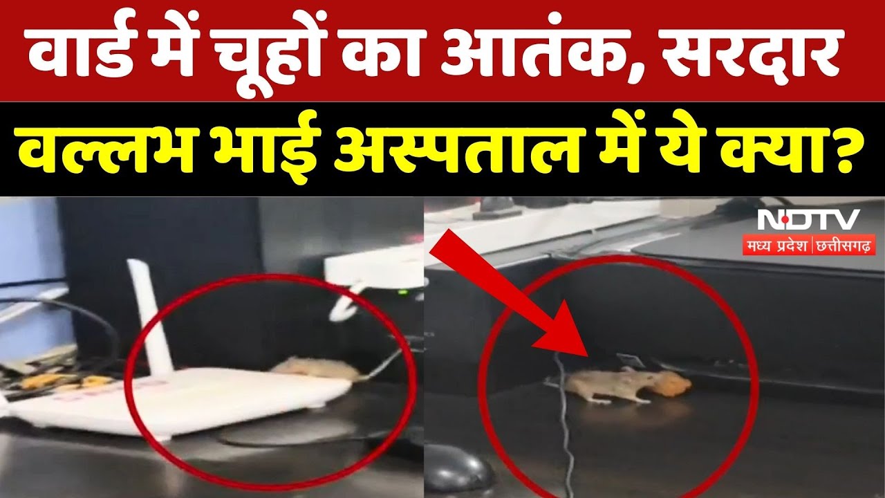 Sardar Vallabh Hospital के वार्ड में घूम रहे चूहे, बच्चों की सुरक्षा को खतरा! | Madhya Pradesh | Top