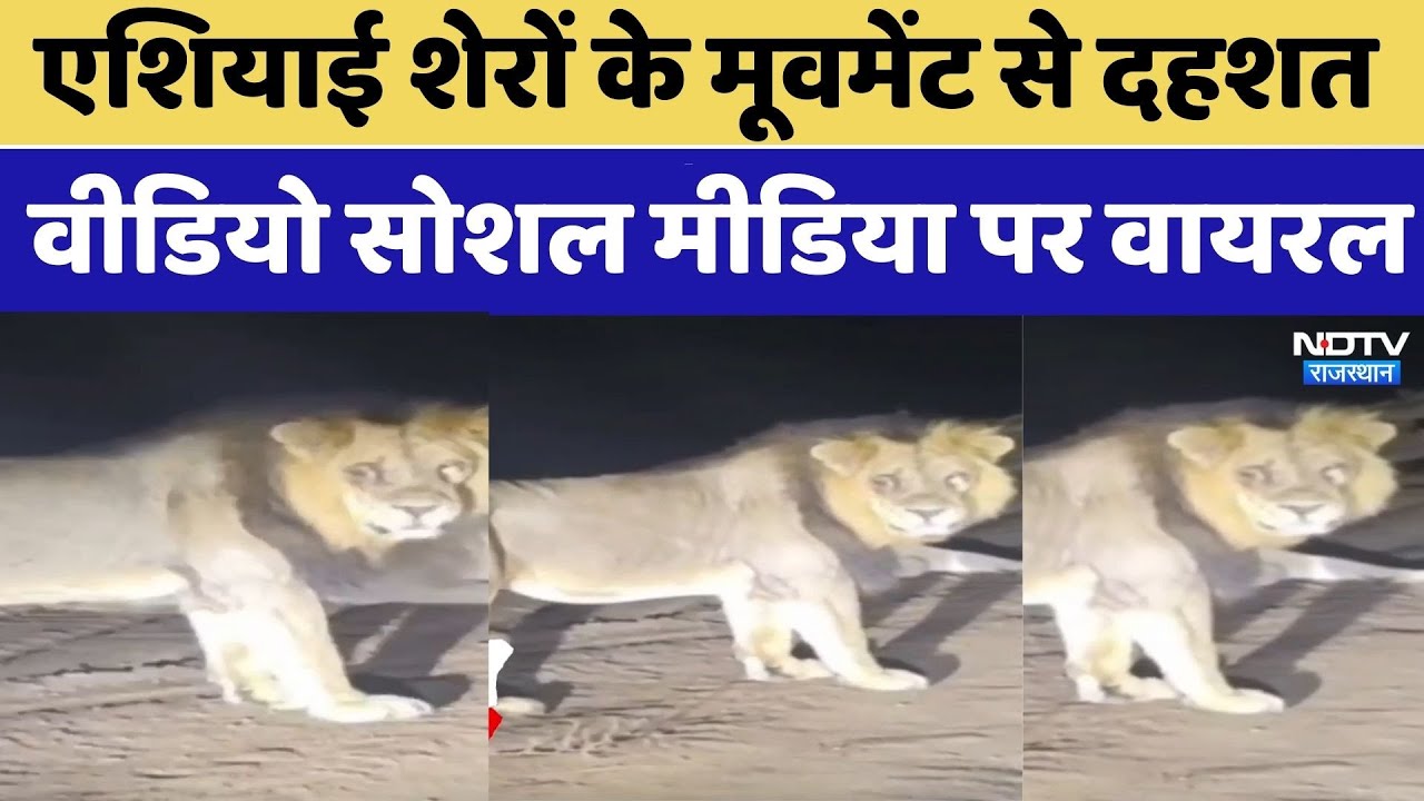 एशियाई शेरों के मूवमेंट से दहशत, Video सोशल मीडिया पर Viral। Top News । Breaking News