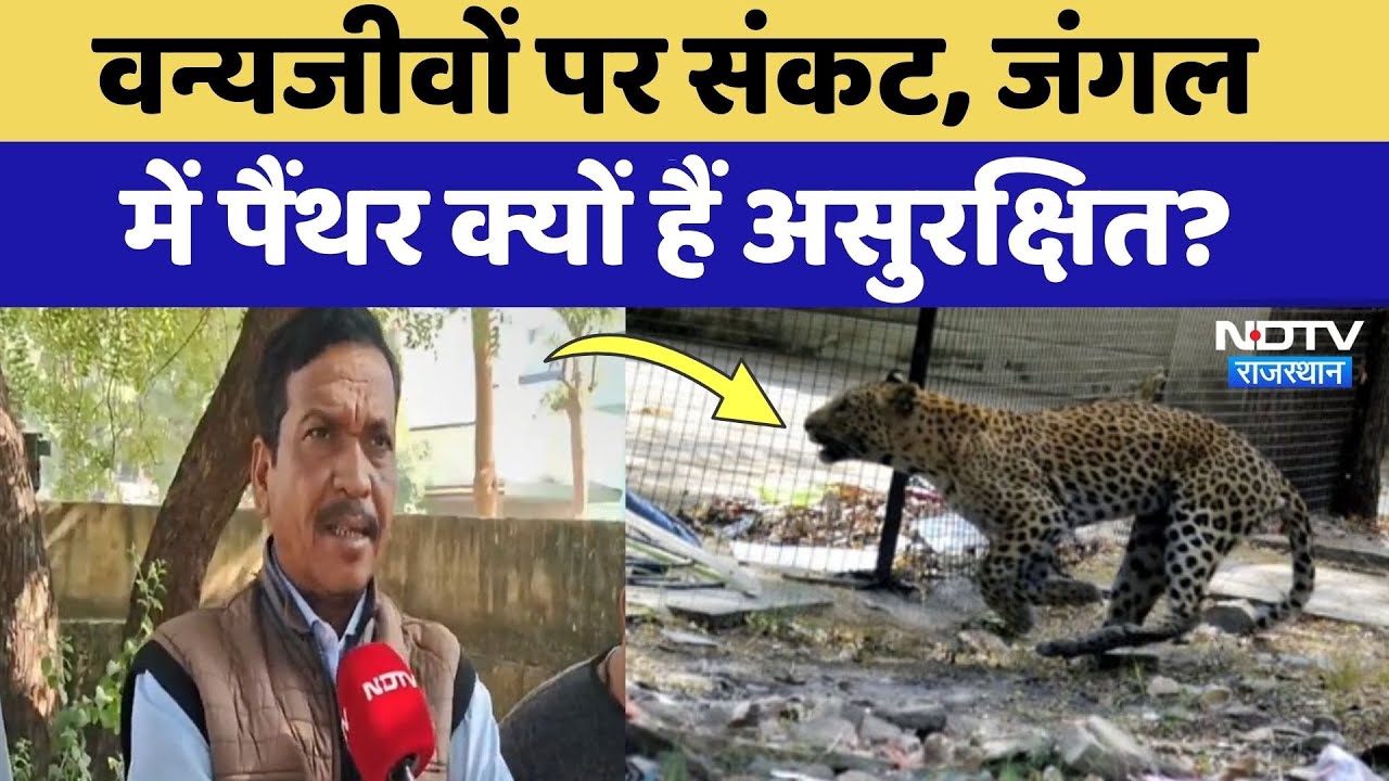 Bundi News: जंगल में मौत का 'जाल'! वन्यजीवों पर क्यों मंडराया संकट? Rajasthan Top News | Hindi News