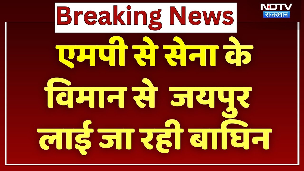 MP से सेना के M-17 विमान से बाघिन को लाया जा रहा Jaipur | Breaking News | Rajasthan Top News