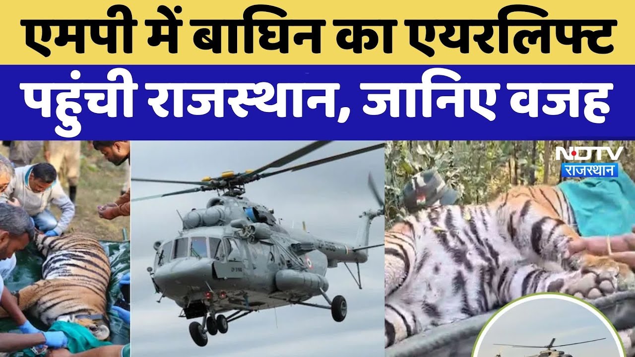 Tigress arrived by helicopter at Jaipur: MP में बाघिन का एयरलिफ्ट, पहुंची राजस्‍थान। Top News। Viral