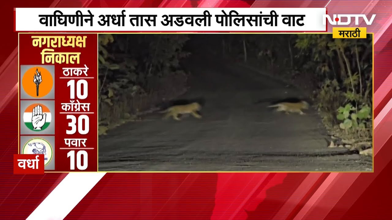 Wardha Tiger Viral Video | वाघिणीने अर्धा तास रोखली पोलिसांची गाडी, 3 बछड्यांसह दर्शन | Ashti | NDTV