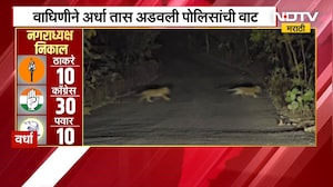 Wardha Tiger Viral Video | वाघिणीने अर्धा तास रोखली पोलिसांची गाडी, 3 बछड्यांसह दर्शन | Ashti | NDTV