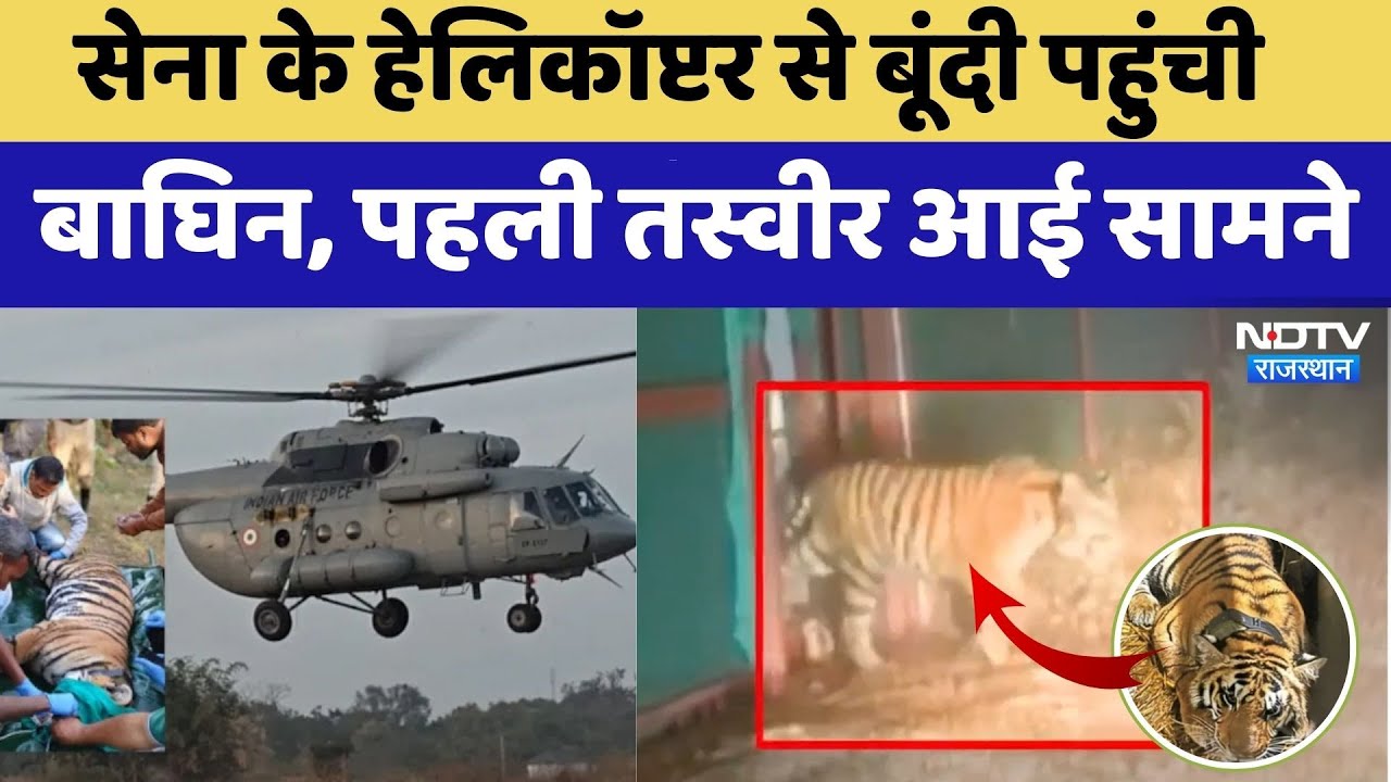 Ramgarh Vishdhari Tiger Reserve: Helicopter से Bundi पहुंची बाघिन, पहली तस्वीर आई सामने। Viral Video