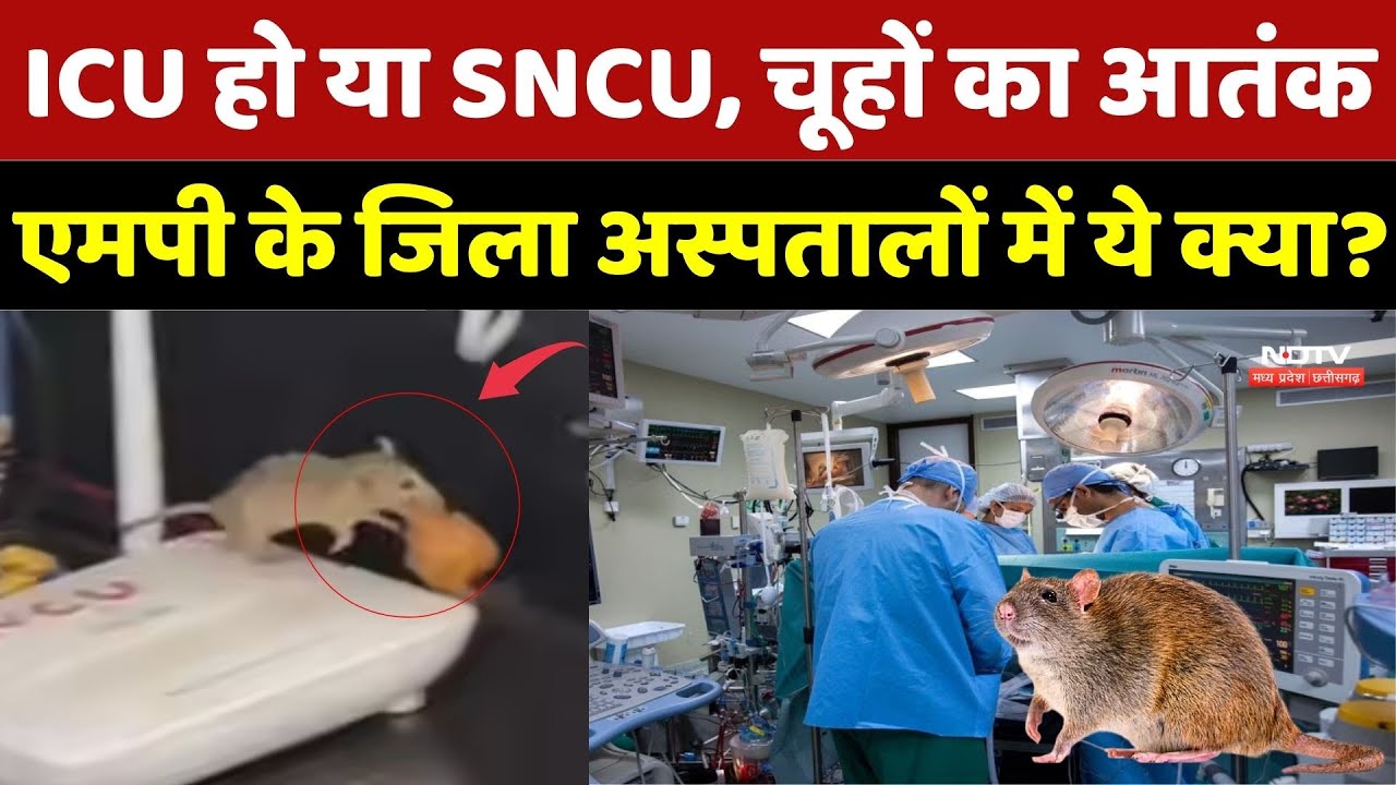 ICU हो या SNCU, चूहों का आतंक बरक़रार, MP के जिला अस्पतालों में ये क्या? Satna Viral Video | Top News