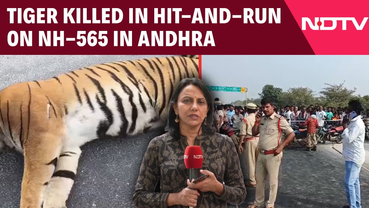 Tiger Killed in Hit-and-Run on NH-565 in Andhra Pradesh
