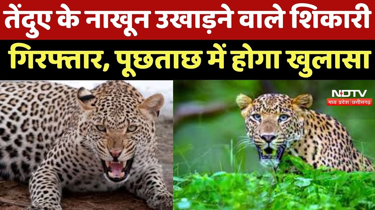 Dhamtari News : Leopard के नाखून उखाड़ने वाले शिकारी Arrested, ऐसे हुआ सनसनीखेज खुलासा