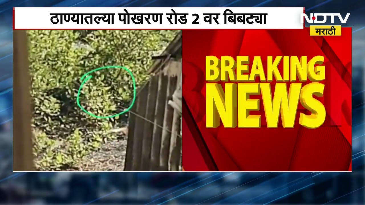 Leopard Spotted in Thane | ठाण्यात बेथनी रुग्णालयाच्या मागे बिबट्या? व्हिडिओ झाला व्हायरल