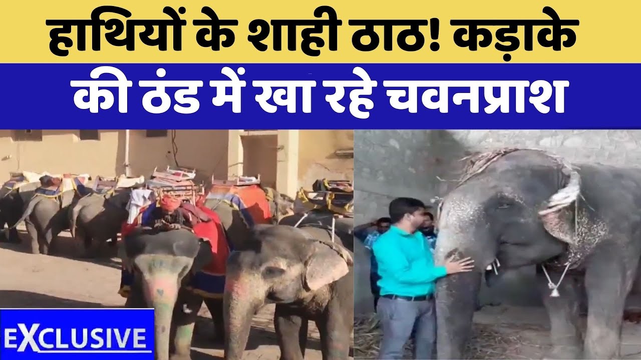 Jaipur: हाथियों के शाही ठाठ! कड़ाके  की ठंड में खा रहे Chyawanprash |  Elephant Care | Top News