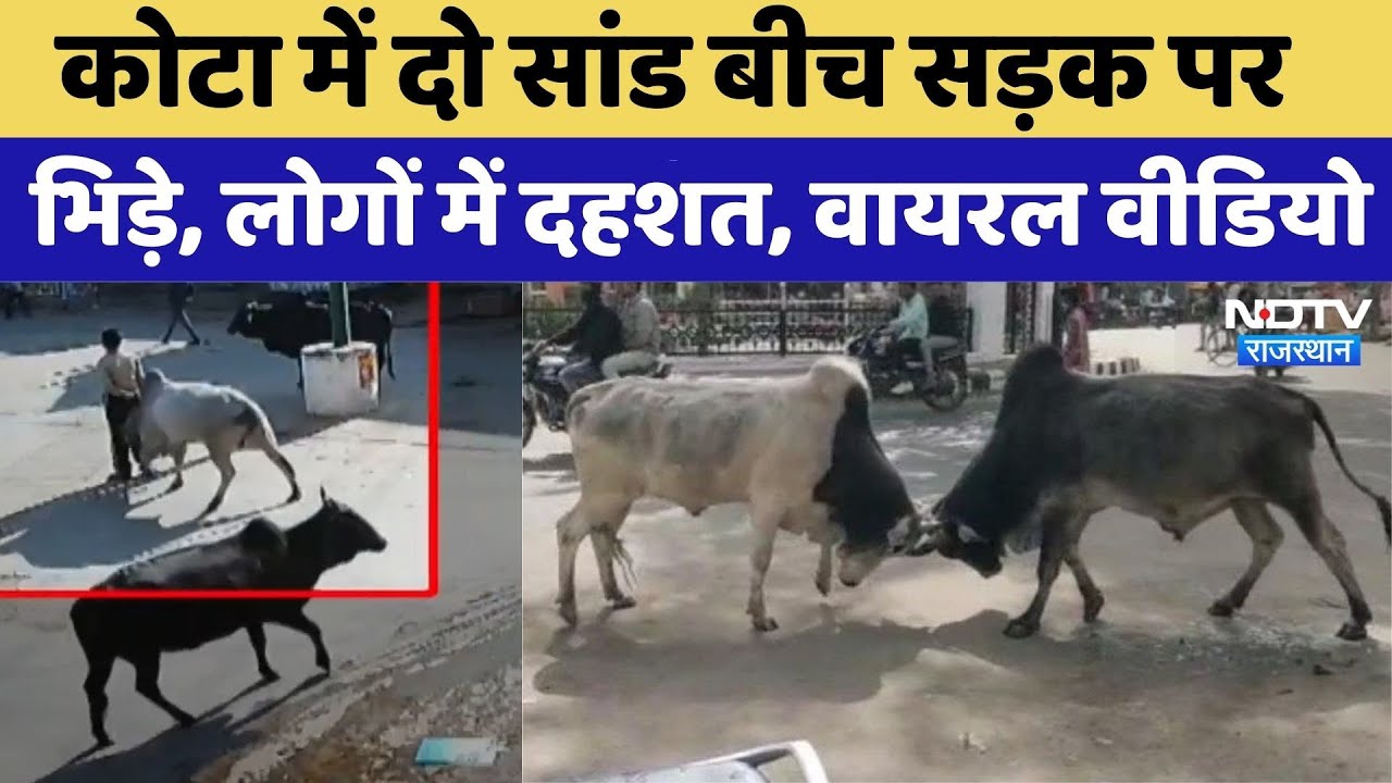 Bull Knocks Down Man: Kota में दो सांड बीच सड़क पर भिड़े, Viral हुआ Video। Top News । Bull Fight