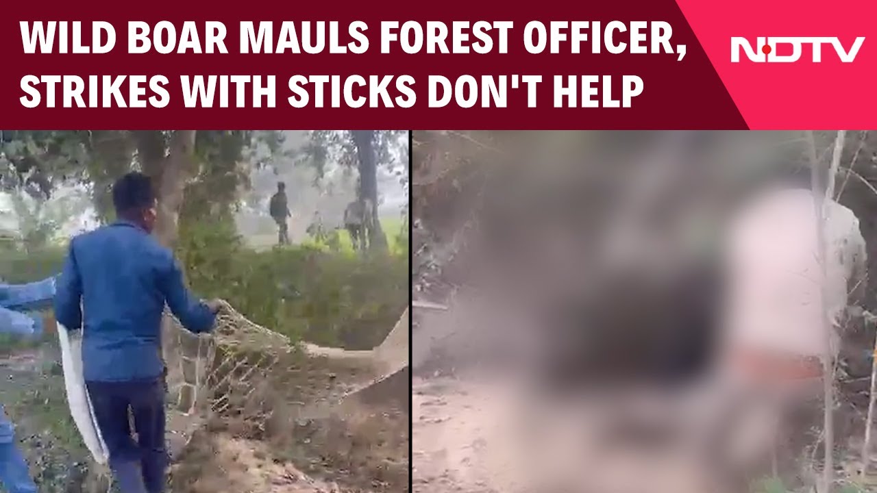 Uttar Pradesh News | Video: Wild Boar Mauls Forest Officer, Strikes With Sticks Don't Help