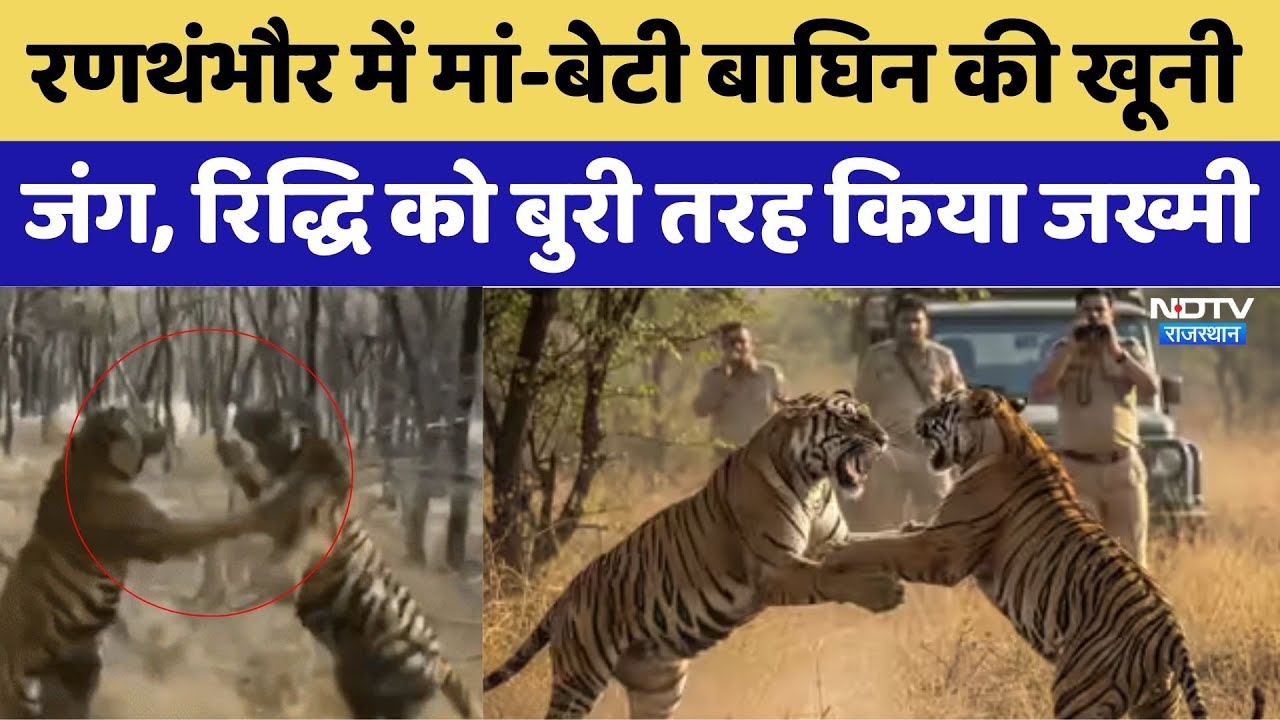 मां-बेटी बाघिन की खूनी जंग, Ridhhi बुरी तरह जख्मी। Top News । Viral Video