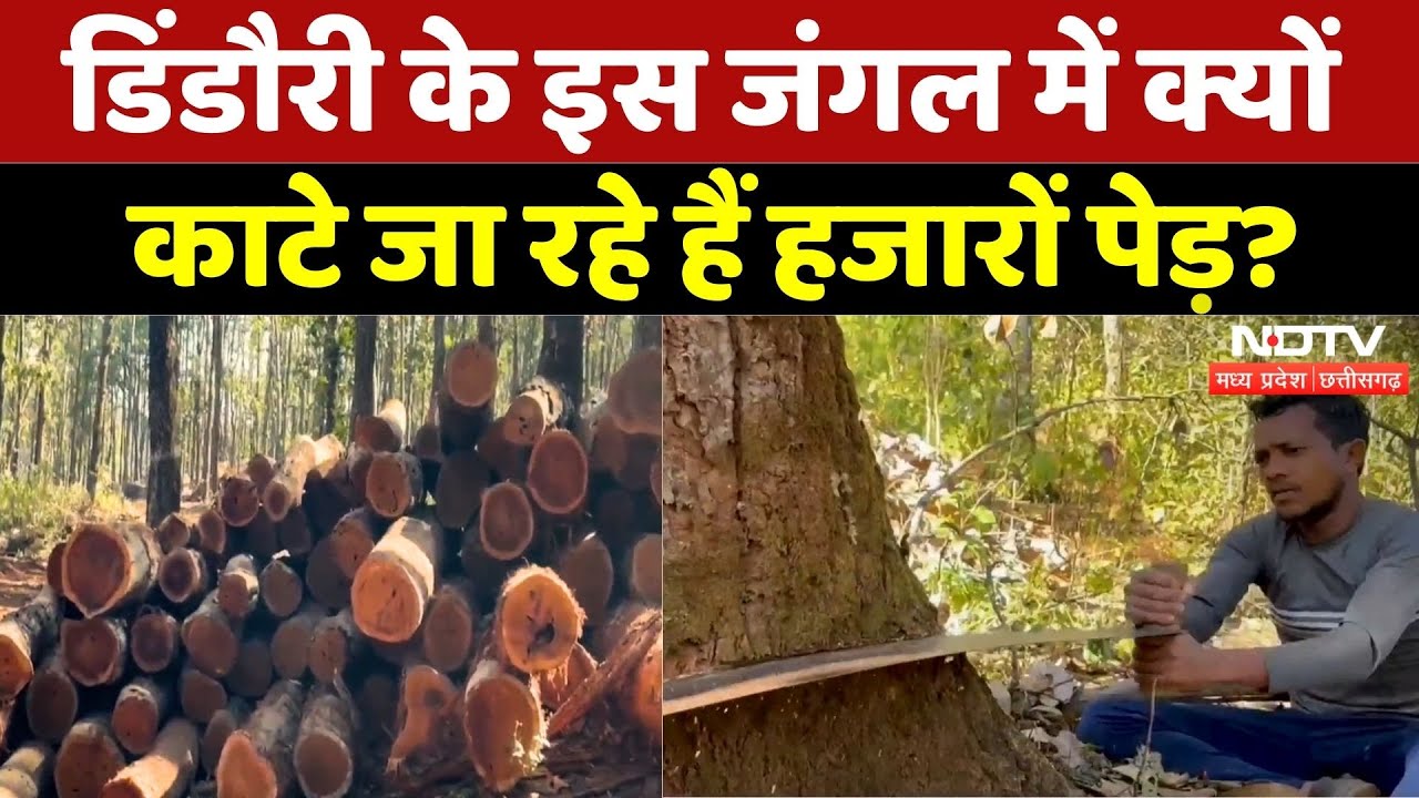 Dindori के इस जंगल में क्यों काटे जा रहे हजारों पेड़?|Madhya Pradesh | Tree | Latest News | Top | MP