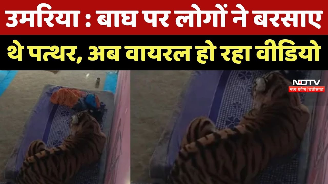 Umaria News : बाघ पर लोगों ने बरसाए थे पत्थर, अब Viral हो रहा Video