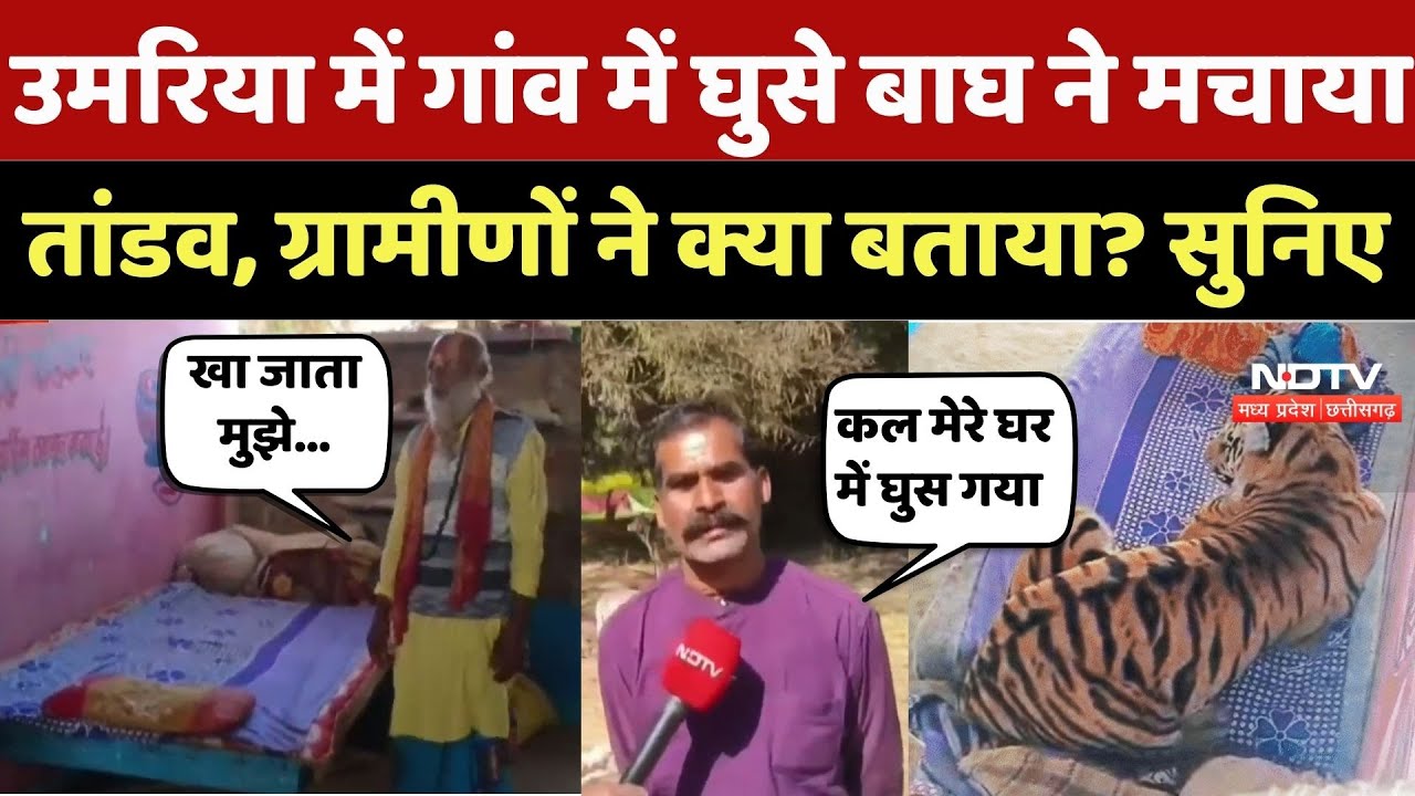 Umaria Tiger Viral Video: उमरिया में गांव में घुसे बाघ ने मचाया तांडव, ग्रामीणों ने क्या बताया?