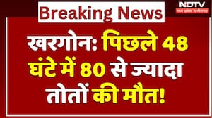 Parrot Death in Khargone: Food Poisoning से पिछले 48 घंटे में 80 से ज्यादा तोतों की मौत! | MP News