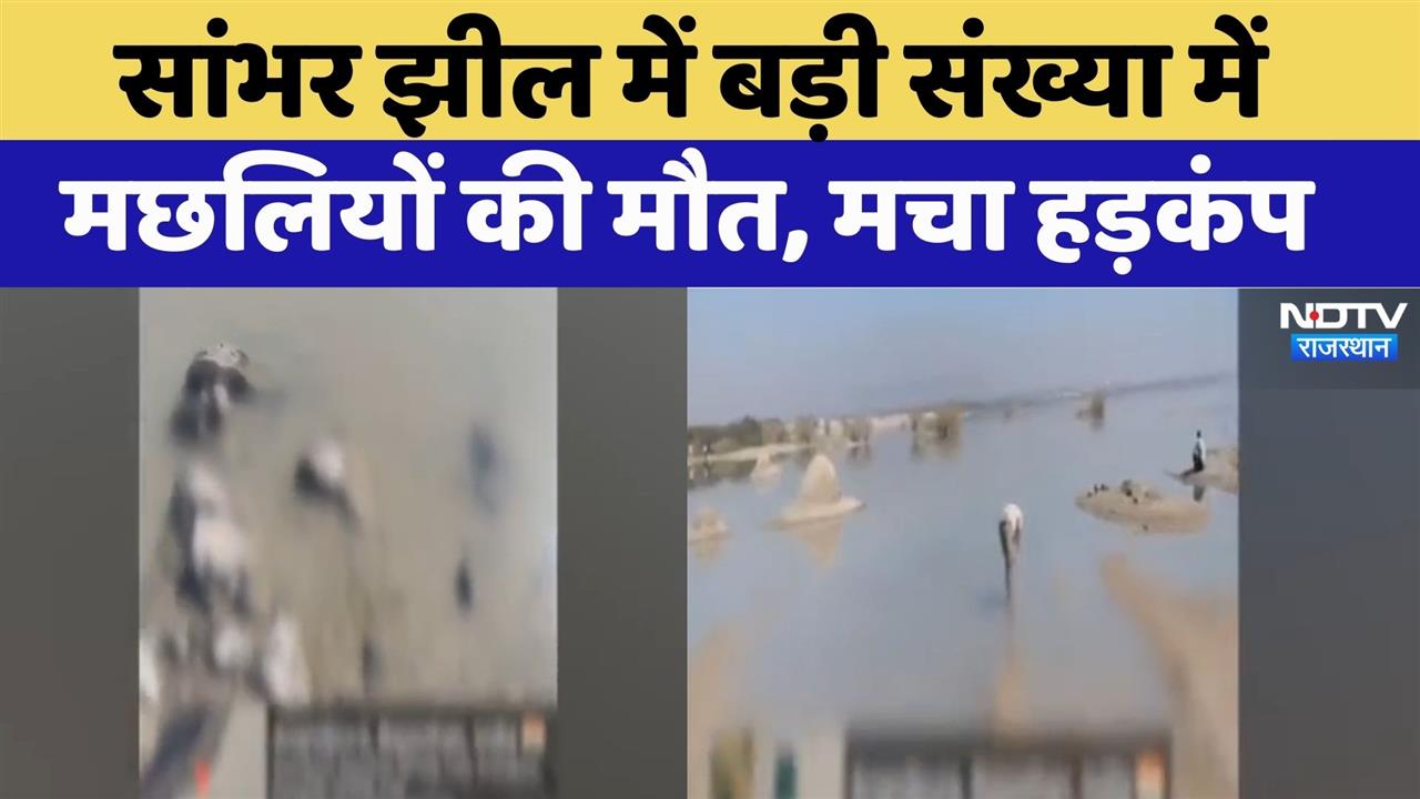 Sambhar Lake में बड़ी संख्या में मछलियों की मौत | Rajasthan Top News | Latest News | Viral Video