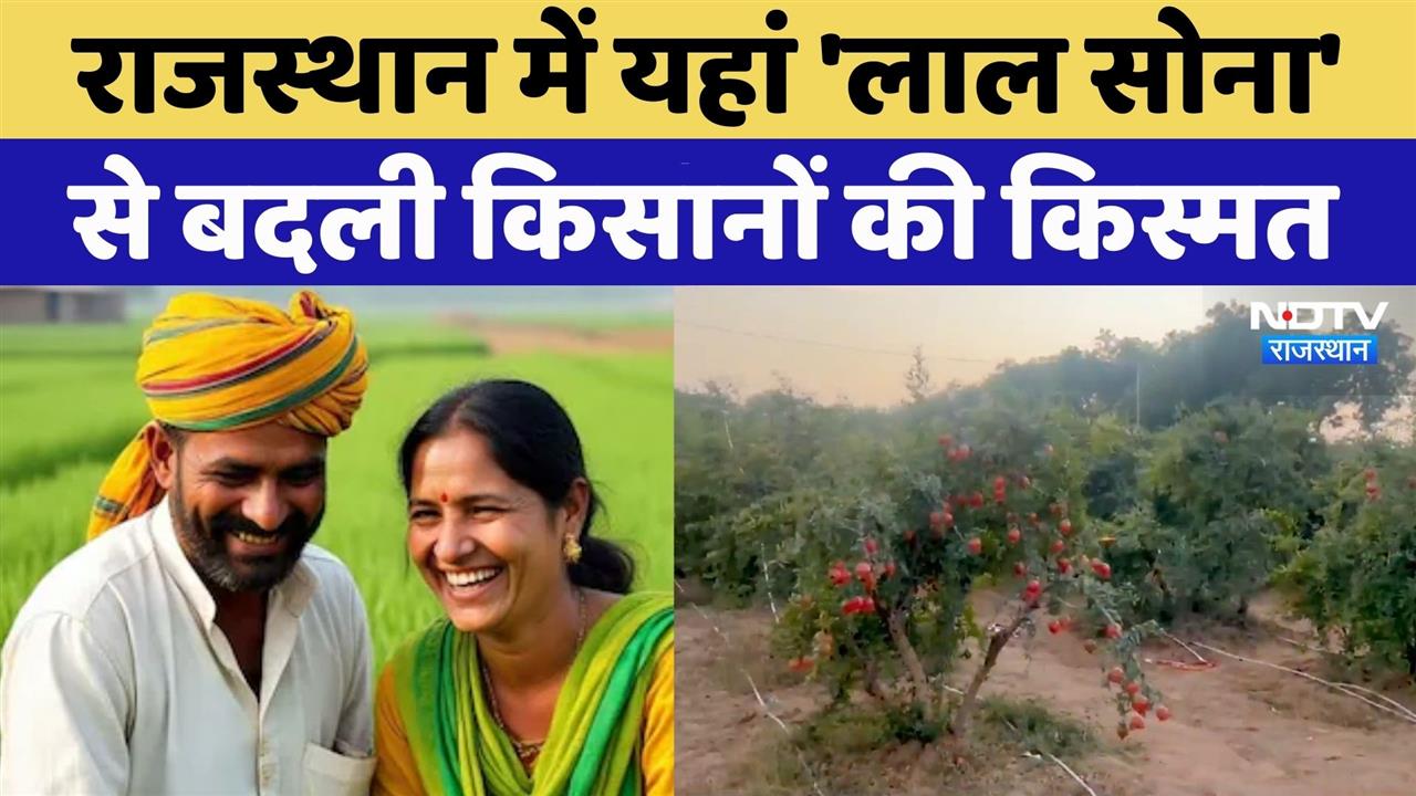 Jodhpur News: क्या है Rajasthan का 'Red Gold' | Top News | Viral Video | Pomegranate price