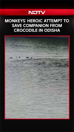 Odisha News | Monkeys' Heroic Attempt To Save Companion From Crocodile In Odisha