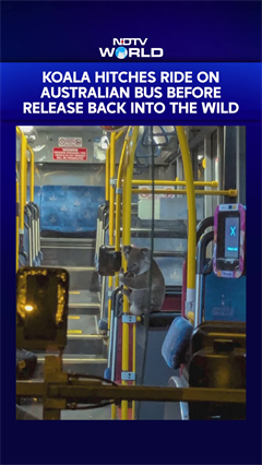 Koala Hitches Ride On Australian Bus Before Release Back Into The Wild