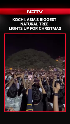 Christmas 2025 | Kochi: Asia's Biggest Natural Tree Lights Up For Christmas