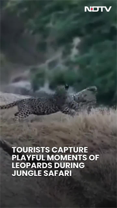 Tourists Capture Playful Moments Of Leopards During Jungle Safari, Video Goes Viral