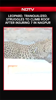 Leopard, Tranquilized, Struggles To Climb Roof After Injuring 7 In Nagpur