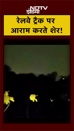 रेलवे ट्रैक पर आराम करते शेर! | Gujarat News | #shorts #lion #ytshorts