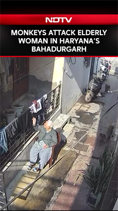 Monkeys Attack Elderly Woman in Haryana's Bahadurgarh