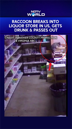 Raccoon Breaks Into Liquor Store In US, Gets Drunk And Passes Out