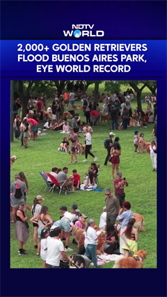 2,000+ Golden Retrievers Flood Buenos Aires Park, Eye World Record