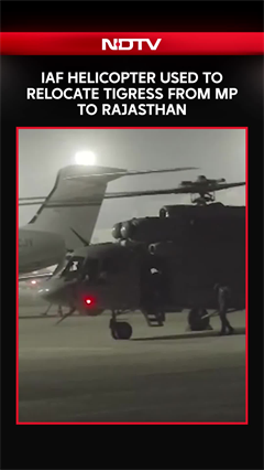 IAF MI-17 Helicopter Airlifts Tigress From Madhya Pradesh To Rajasthan In Historic First