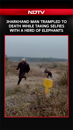 Jharkhand News | Youth Goes Near Elephant Herd For Selfie, Gets Trampled To Death