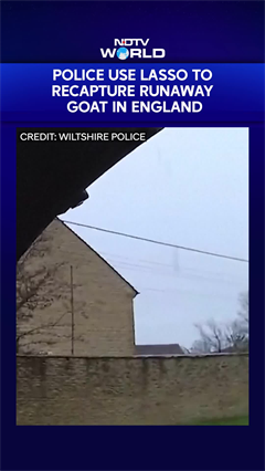 Police Use Lasso To Capture The Goat That Rampaged Through Wiltshire Village
