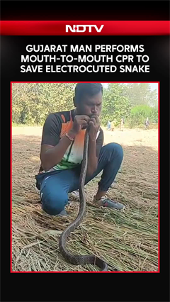 Gujarat Man Performs Mouth-To-Mouth CPR To Save Electrocuted Snake, Internet Applauds