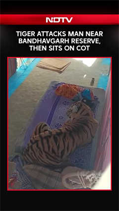 Tiger Attacks Man In Village Near Bandhavgarh Reserve, Then Sits On Cot