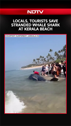Locals, Tourists Save Stranded Whale Shark At Kerala Beach