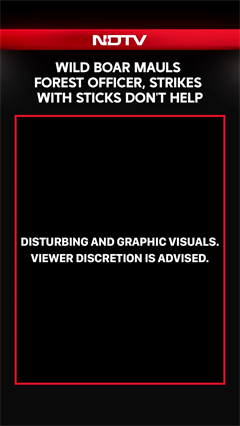 Video: Wild Boar Mauls Forest Officer, Strikes With Sticks Don't Help