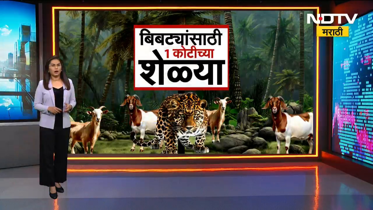 Special Report: सरकार बिबट्यांना 1 कोटींच्या शेळ्या देणार? राज्यातील बिबटे गुजरात, आफ्रिकेला पाठवणार