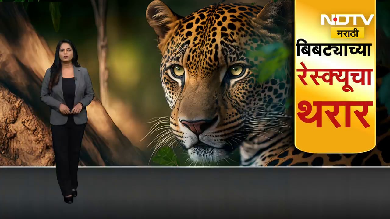 Pune | Manchar च्या दोन बिबट्यांसह दोन बछड्यांची सुटका | NDTV मराठी