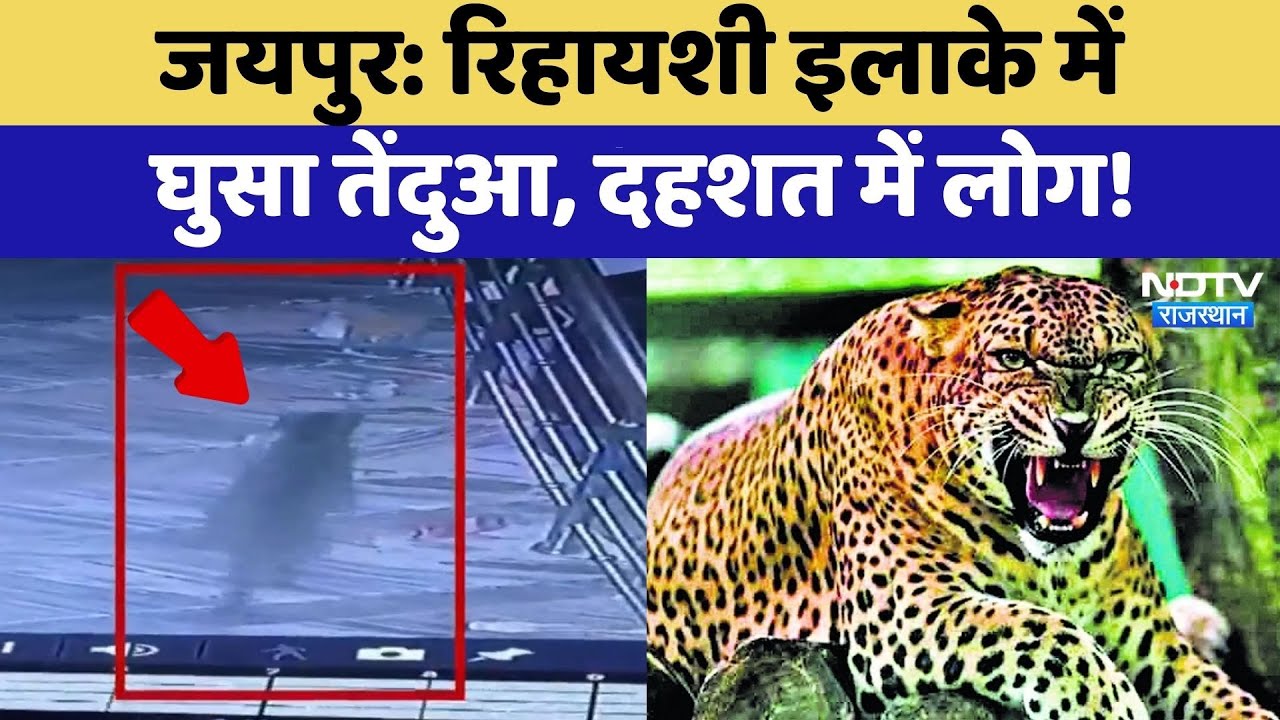 Jaipur News: रिहायशी इलाके में घुसा Leopard, दहशत में लोग! | Top News | Latest News