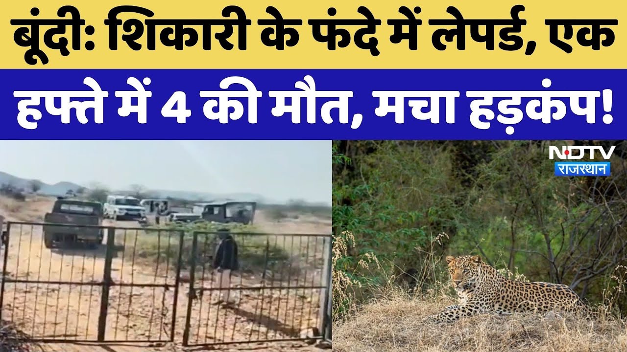 Bundi News: जंगल में वन्यजीनों की जान पर संकट, एक हफ्ते में 4 Leopard की मौत! NDTV Rajasthan