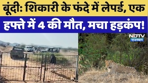 Bundi News: जंगल में वन्यजीनों की जान पर संकट, एक हफ्ते में 4 Leopard की मौत! NDTV Rajasthan