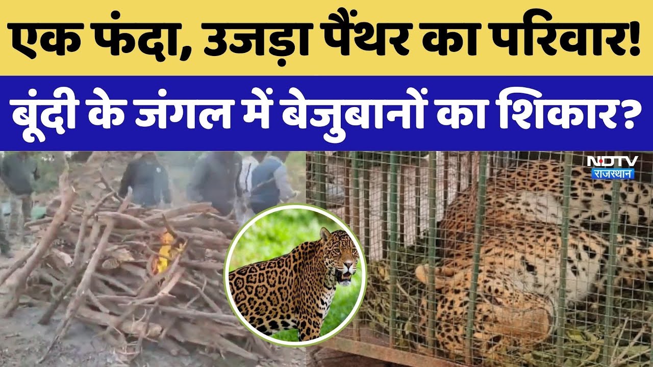 Bundi Wildlife News: बूंदी के जंगल में कौन कर रहा बेजुबानों का शिकार?| Top News। Tiger Attack। NDTV